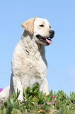 LABRADOR 557